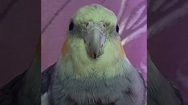 Самые смешные фотографии моих птичек😂👍 смотреть онлайн