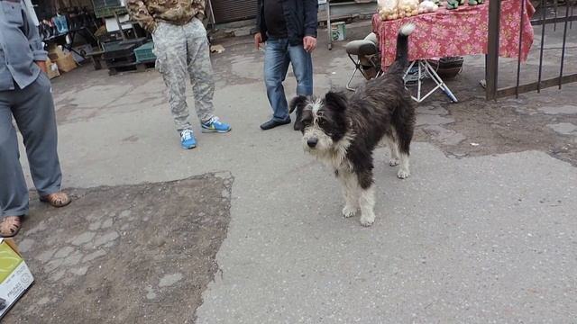 Полесск Labiau Собаки – хозяева городского рынка Калининградская область смотреть онлайн