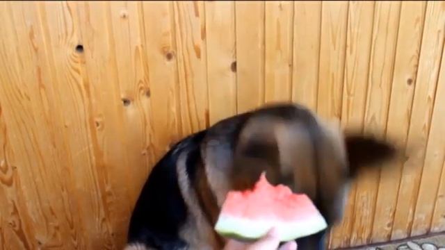 Немецкая овчарка кушает арбуз