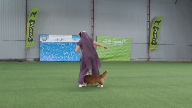 Открытый – Фристайл Бакланова Наталья Вельш корги кардиган ДЖУЛИЯ ВАЙД ОРХИД ДОМ КОРГИ смотреть онлайн