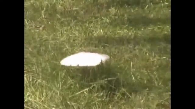A Mushroom's Life смотреть онлайн