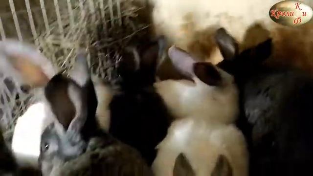 Отсутствие аппетита у крольчат при половом созревании/Кролики плохо едят смотреть онлайн