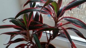 Кордилина. Что нужно знать об уходе за цветком.