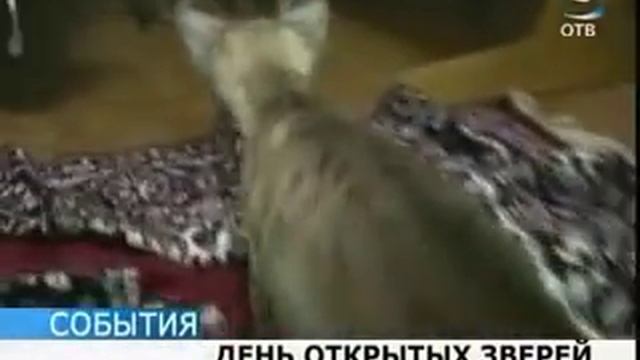 Сотрудники зоопарка заменили детёнышам пумы их мать