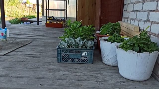 Жизнь Дачная #60. Драный сломался смотреть онлайн