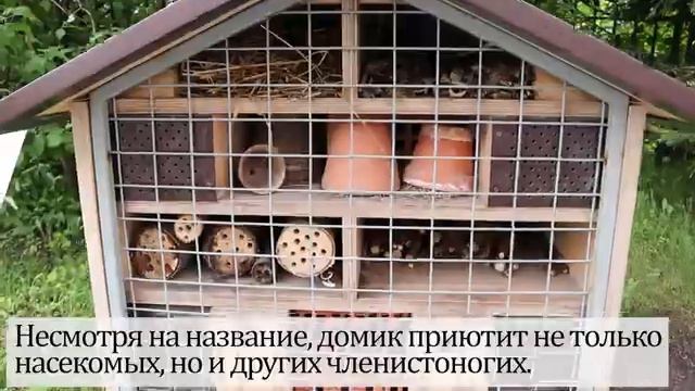 Насекомые, пауки и другие беспозвоночные экотропы смотреть онлайн