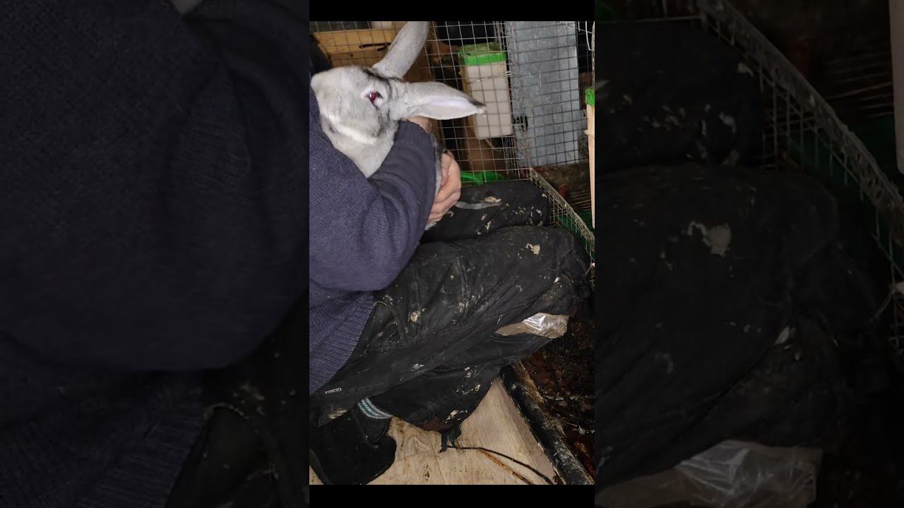 Большой кролик хочет на ручки и целоваться / The big rabbit wants to be held and kissed смотреть онлайн
