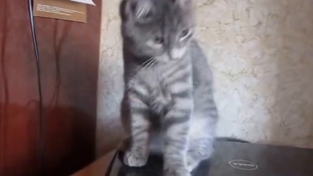Чудная кошка Матрёшка играет на ноутбуке. смотреть онлайн