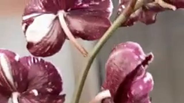 Каменная Роза. Phalaenopsis Magic art + Harlekijn смотреть онлайн