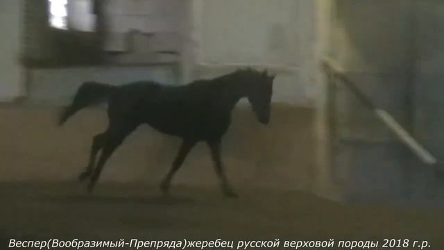 Веспер 2018 (Вообразимый - Препряда) русская верховая порода смотреть онлайн
