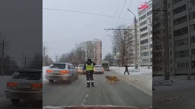 Гаишник помог собаке перейти дорогу смотреть онлайн