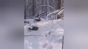 Как поймал 25го волка. Гонялся за ней больше месяца/ОХОТА НА ВОЛКА В БУРЯТИИ