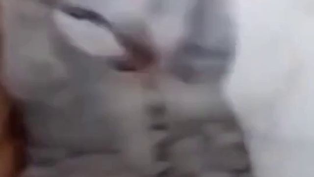 Кот держится за голову и орет _ Котенок кричит и держит лапками голову _ Котенок смотреть онлайн