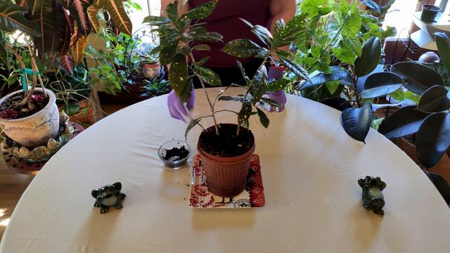 Are Coffee Grounds Good to Use on Houseplants? / Viewer Inspired смотреть онлайн