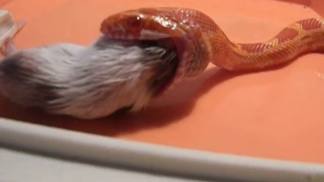 ЗМЕЯ ,маисовый полоз кушает )) смотреть онлайн