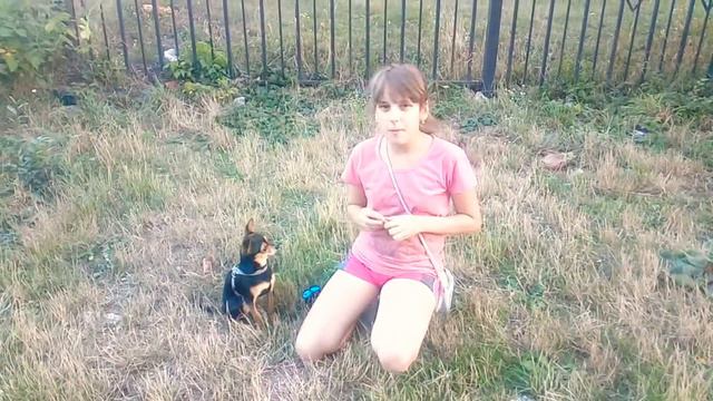 Как научить собаку команде "суслик"? смотреть онлайн