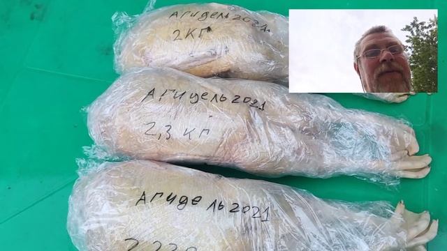 Утка "Агидель" или бройлер. Продолжение темы. смотреть онлайн