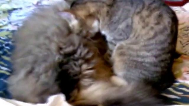 Копия видео "кошка массажистка" смотреть онлайн