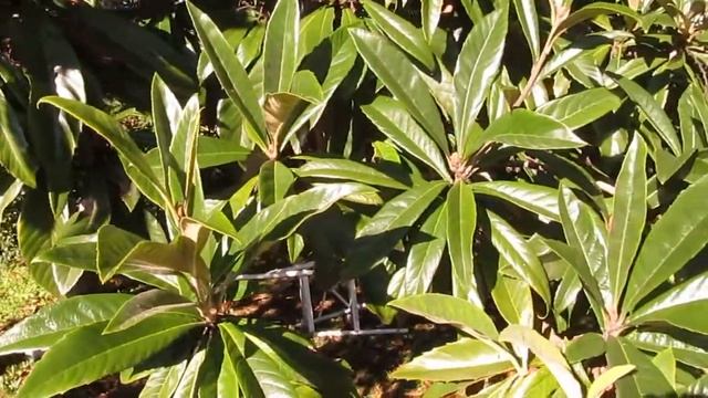 Outdoor Test: Canon SX150IS смотреть онлайн