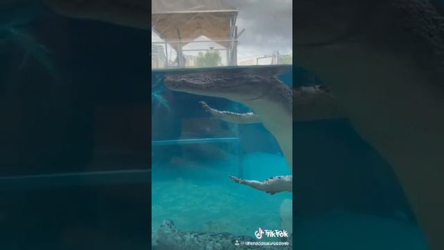 How crocodile swim under the water смотреть онлайн