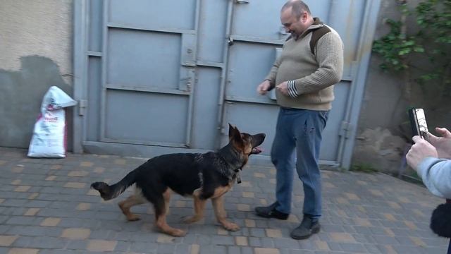 Феличита ВЫПОЛНЯЕТ КОМАНДЫ. Послушный Щенок Немецкой Овчарки 5 мес. от Альфонса ф Тронье и Рианы. смотреть онлайн