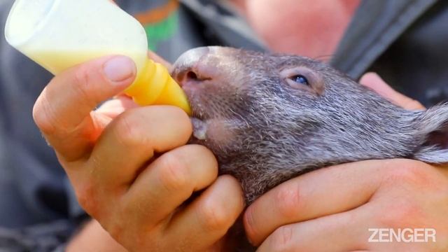 New Home For Baby Wombat Poppy After Her Mom Was Struck And Killed By A Car смотреть онлайн