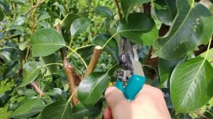 Обрезка груши летам ,летняя обрезка груши, что обрезаем???