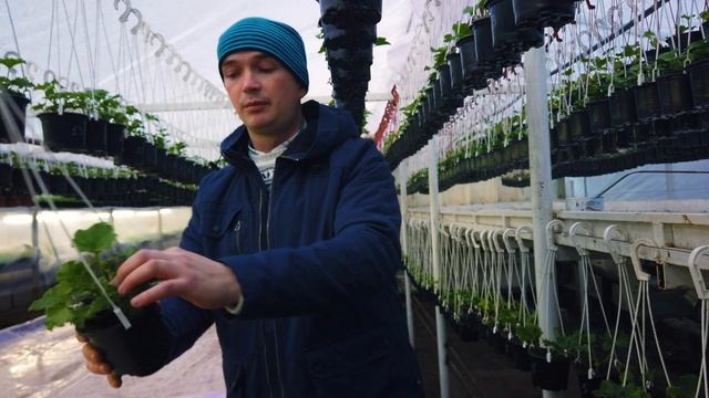 Пеларгония к 8 марта. Цветение после обрезки. смотреть онлайн