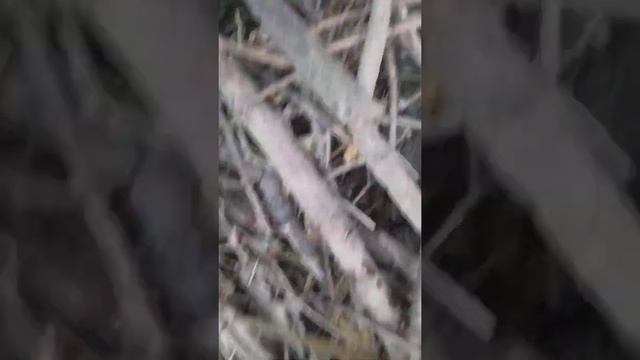 река Яуза: сходил на рыбалку, убрал мусор и очистил берег реки от пластика смотреть онлайн