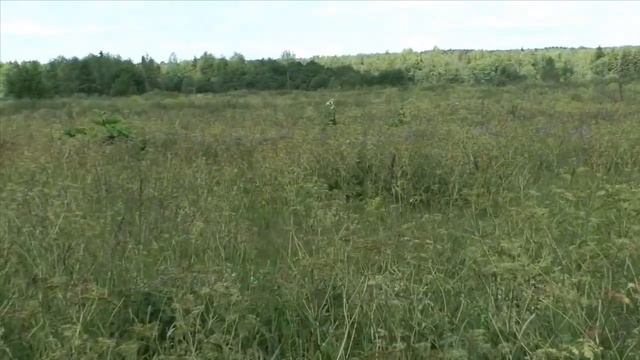 Зелёный враг наступает смотреть онлайн