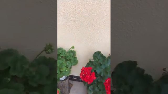 #103. Пеларгония Odensjo Madame Bovary смотреть онлайн