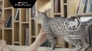 Реклама Пурина ПроПлан   Ноябрь 2019