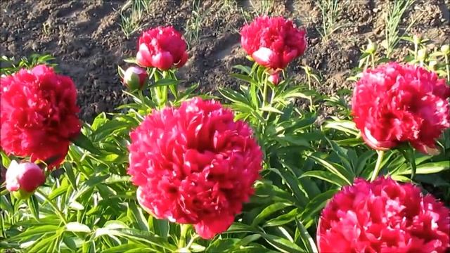 Конвой. Пион. Американский гибрид. 2018г смотреть онлайн