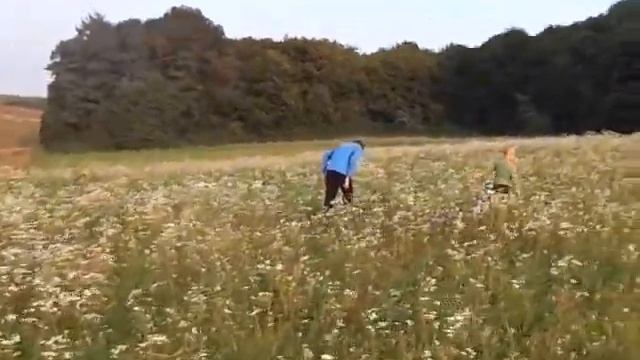 Поездка в Ивано -Франковскую область. Прогулка по лесу. смотреть онлайн