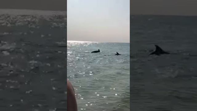 Дельфины у берега на охоте) смотреть онлайн