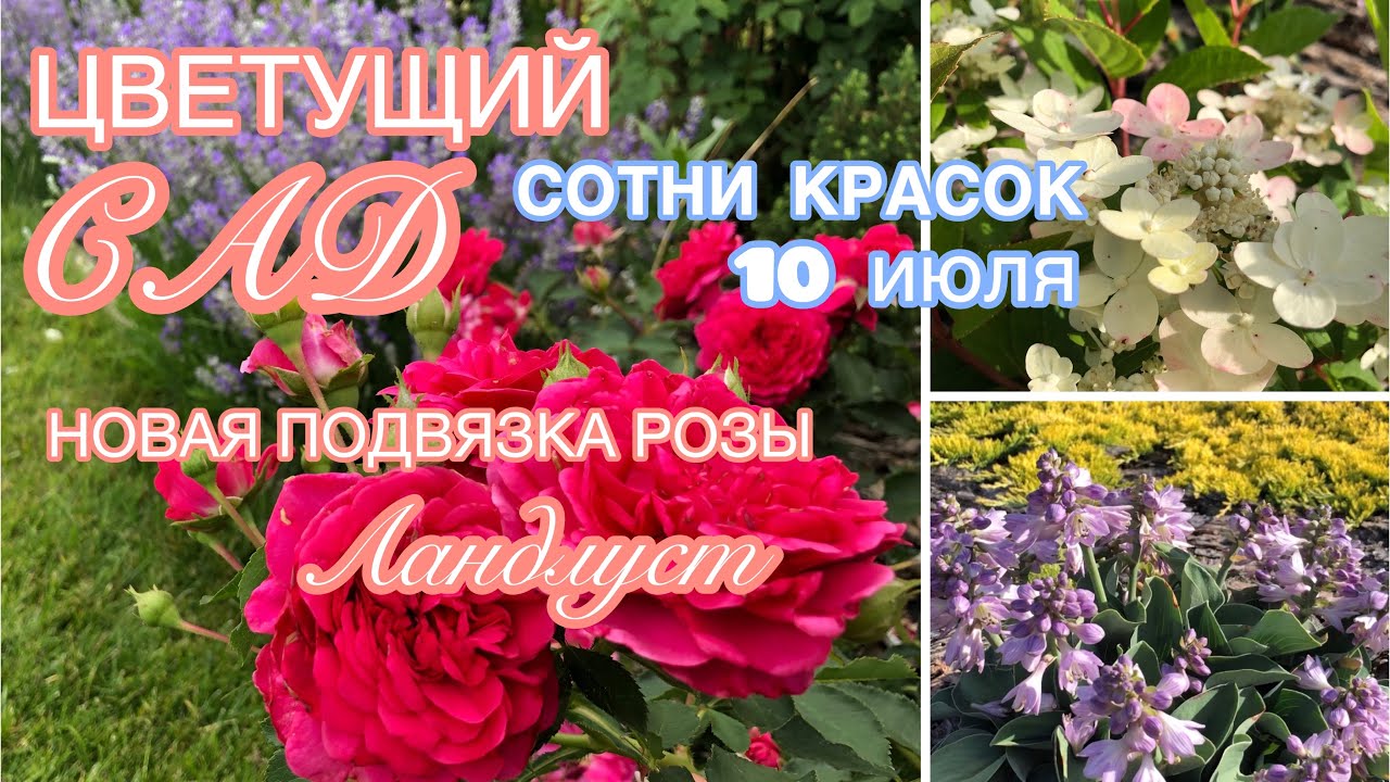 САД в ИЮЛЕ ЦВЕТЕНИЕ РОЗ без укрытия 1я и 2я волна спутались Гортензии и клематисы смотреть онлайн