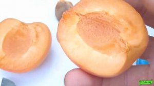 Абрикос Робада, ранний сорт, Астрахань 2022г.