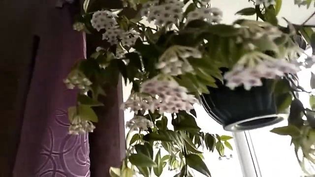 ХОЙЯ в домашних условиях. Обильное ЦВЕТЕНИЕ!!! смотреть онлайн