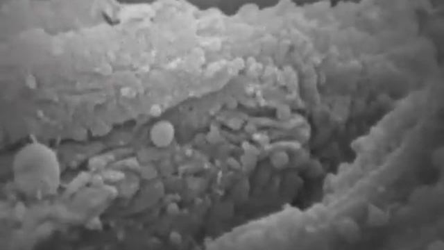 Understanding microbial life смотреть онлайн