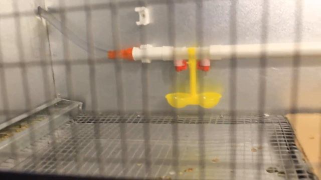 Что такое брудер? Где заказать брудер? смотреть онлайн