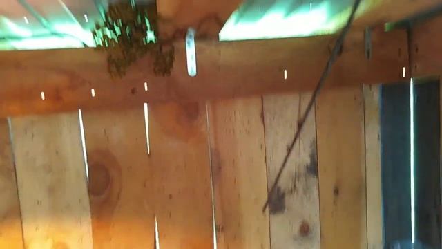 Двух недельные цыплята бройлеры Иза Хаббард- 3 / совет при покупке поросёнка/ Из Москвы в Сибирь/ смотреть онлайн