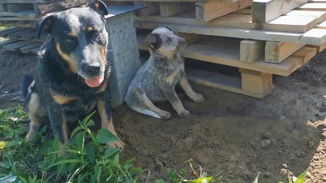 Щенок всё время плачет, скулит, непонятно почему(1) смотреть онлайн