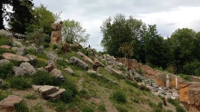 Бабуины смотреть онлайн