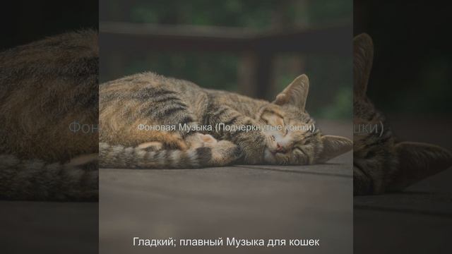 Музыка (Котята) смотреть онлайн