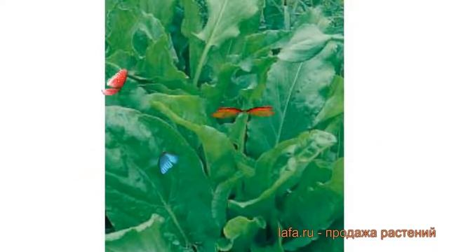 Щавель обыкновенный Малахит (malakhit) ? щавель Малахит обзор: как сажать семена щавеля Малахит смотреть онлайн