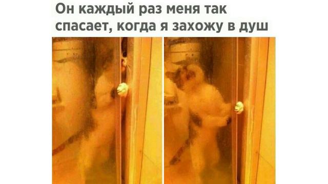 Приколы с котами. Каждый котик такой | Мемозг #53