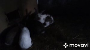 Можно ли кормить кроликов сухарями?