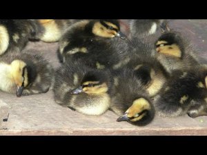 Подсадные утки. ПОПОЛНЕНИЕ!!!