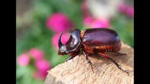 Всё обо всём Жук Носорог