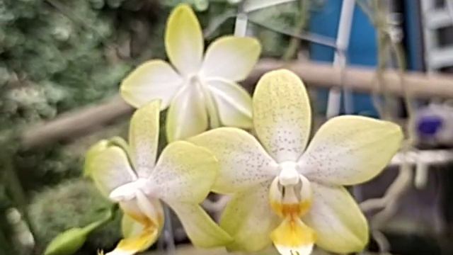 Phalaenopsis Deventeriana